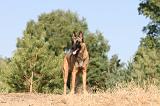 MALINOIS 116